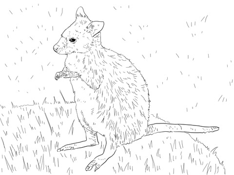 Parma Wallaby Coloring Page